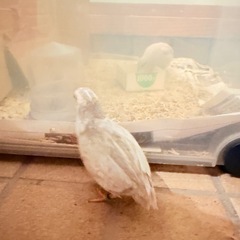 現在交渉中　お問い合わせ停止中　差し上げます　ヒメウズラ　2羽　の画像