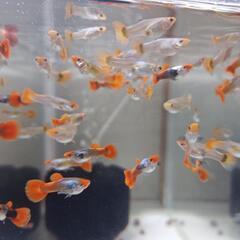 【金太郎ファーム】●コイ　プラチナレッドテールダンボ　グッピー　1ペアの画像