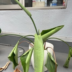 モンステラとオーガスタの画像