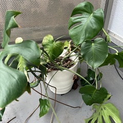モンステラとオーガスタの画像
