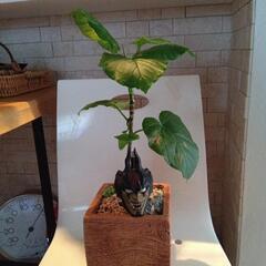 ウンベラータ鉢の画像