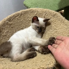 家猫です。