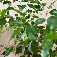 ベンジャミン 観葉植物🪴ゴムの木の画像