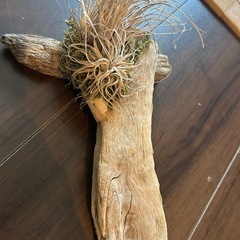 ドライフラワーブーケ　流木とエアプランツの画像