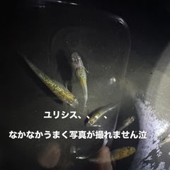 メダカ⭐️宇都宮カワチ薬品　上三川インターパーク店
の画像