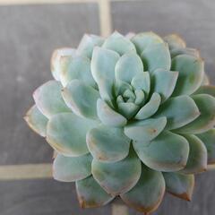 多肉植物　ウェルテル　2025年9月4日の画像
