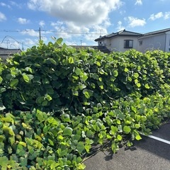 〜バイト募集中2025年９月から開始【日払い可】〜の画像