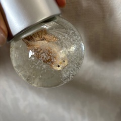 スノードーム　フクロウの画像