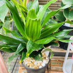 鉢ごとお渡し　観葉植物　屋外軒下バキバキ　ドラセナ　コンパクタ　の画像