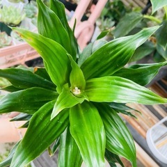 鉢ごとお渡し　観葉植物　屋外軒下バキバキ　ドラセナ　コンパクタ　の画像