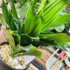 鉢ごとお渡し　観葉植物　屋外軒下バキバキ　ドラセナ　コンパクタ　の画像