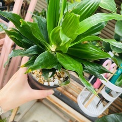 鉢ごとお渡し　観葉植物　屋外軒下バキバキ　ドラセナ　コンパクタ　の画像