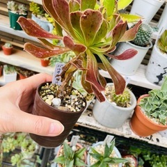 鉢ごとお渡し　多肉植物　アエオニウム系かな？ヴァルサミフェルム　黒法師みたいなの画像
