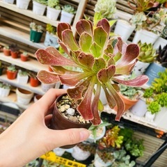 鉢ごとお渡し　多肉植物　アエオニウム系かな？ヴァルサミフェルム　黒法師みたいなの画像
