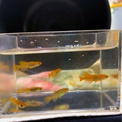取引決定）極上🇦🇴竜章鳳姿🇦🇴成魚メダカ３ペア【６匹 】の画像