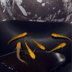 取引決定）極上🇦🇴竜章鳳姿🇦🇴成魚メダカ３ペア【６匹 】の画像