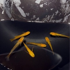 取引決定）極上🇦🇴竜章鳳姿🇦🇴成魚メダカ３ペア【６匹 】の画像