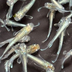 今年分残り5セット　エメキン　メダカ　めだか　９匹１０００円　幼魚→若魚　の画像