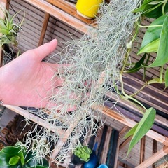 エアプランツ　チランジア　ウスネオイデス　スパニッシュモスの画像
