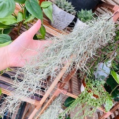 エアプランツ　チランジア　ウスネオイデス　スパニッシュモスの画像