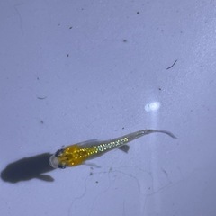 ユリシスメダカ成魚の画像