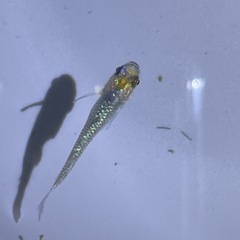 ユリシスメダカ成魚の画像