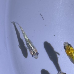 ユリシスメダカ成魚の画像