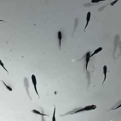 オロチメダカ若魚10匹の画像