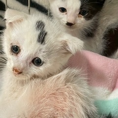 垂れ耳パンちゃん&白ブチ君