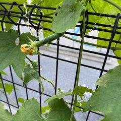 我が家の夏の風物詩🍀の画像