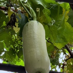 我が家の夏の風物詩🍀の画像