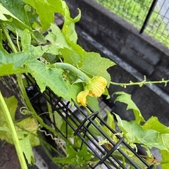 我が家の夏の風物詩🍀の画像
