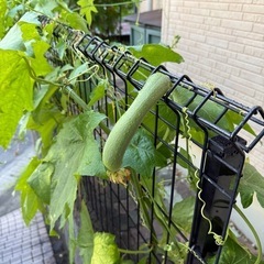 我が家の夏の風物詩🍀の画像