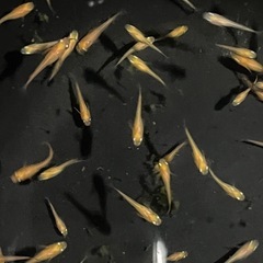紅帝楊貴妃10匹　若魚の画像
