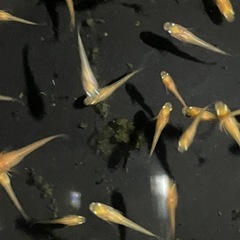 紅帝楊貴妃10匹　若魚の画像