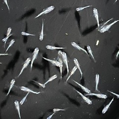 幹之メダカ鉄仮面フルボディ　若魚の画像