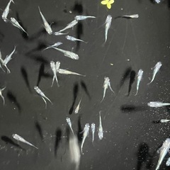 幹之メダカ鉄仮面フルボディ　若魚の画像