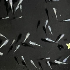 幹之メダカ鉄仮面フルボディ　若魚の画像
