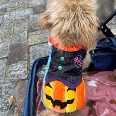 犬ハロウィン衣装の画像