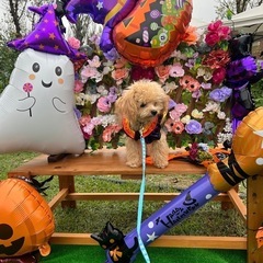 犬ハロウィン衣装の画像