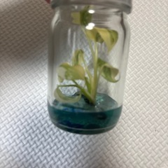 モンステラ　クリームブリュレ　TCの画像