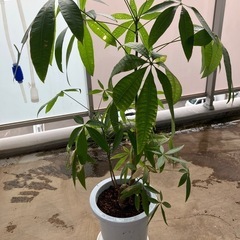 超特大パキラの画像