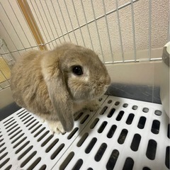 ロップイヤー♂🐰