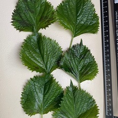 青紫蘇（自然栽培）の画像