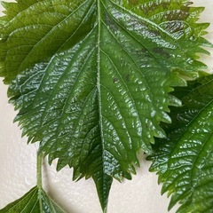 青紫蘇（自然栽培）の画像