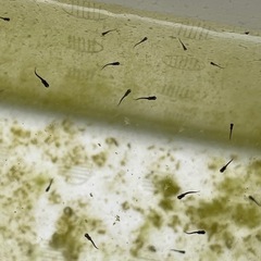 オロチメダカ　針子稚魚10匹の画像