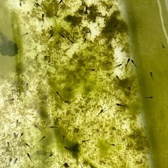 オロチメダカ　針子稚魚10匹の画像