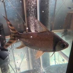 カラプロ 熱帯魚の画像