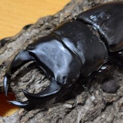 国産オオクワガタ　アンバランス血統　クーガ　オス１匹③【安心決済への切り替え、発送対応可能】の画像