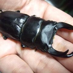 佐賀県産オオクワガタ ♂75.5ミリ ♀49.5ミリ ペアの画像